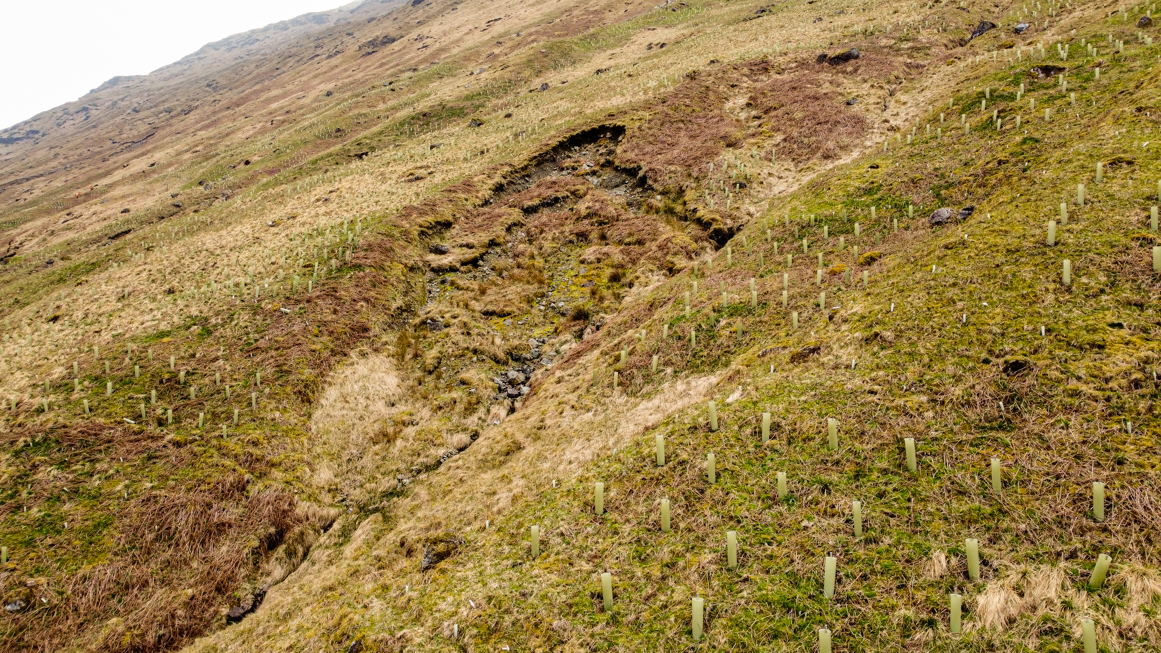 a planted hillside with a mud slip