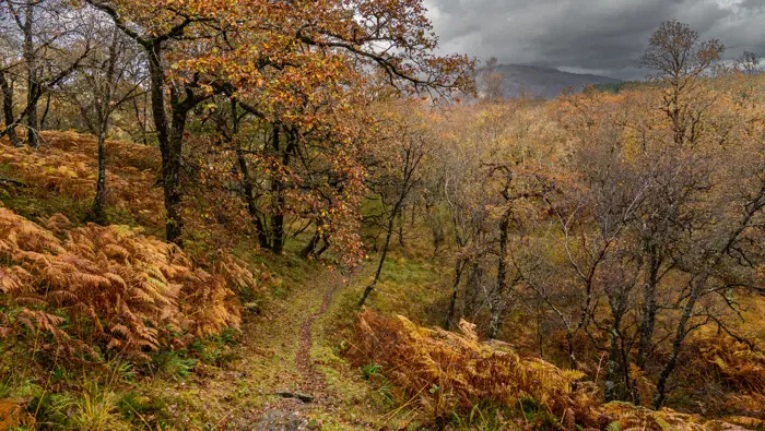 A path through an autumn forest