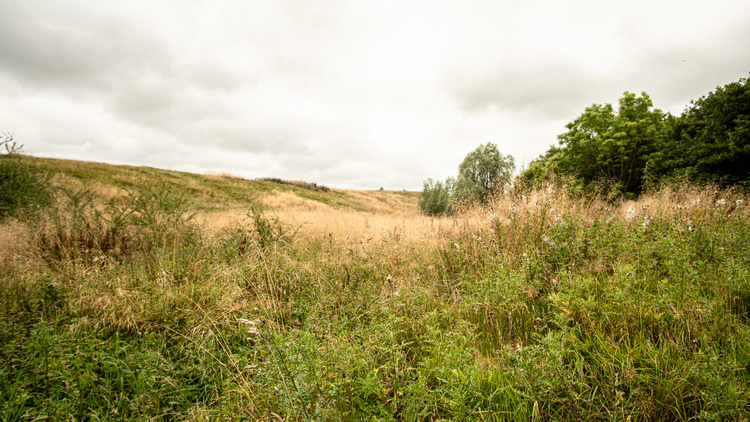 A meadow with a mixed forest