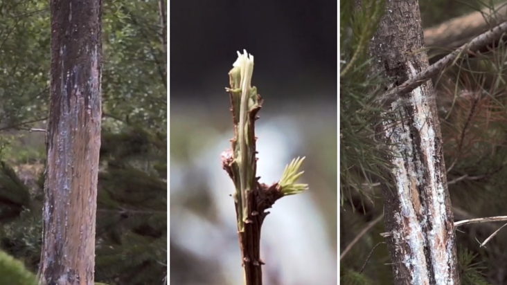 three images of trees that have been eaten by deer