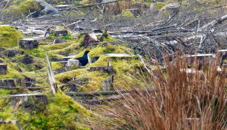 Black game bird sitting on tree stump amongst a grassy hillside with several other tree stumps