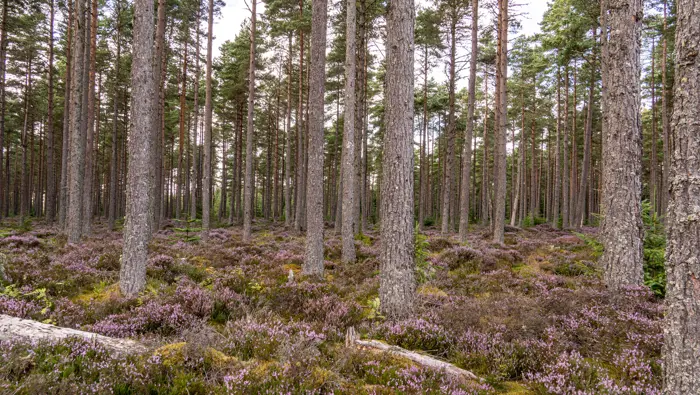 Heather and pine trees.