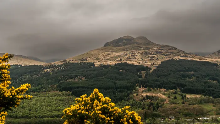 A forested mountain with gourse