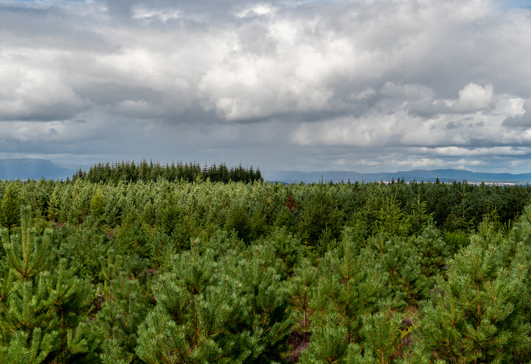 Canopy of young trees with mountains behind