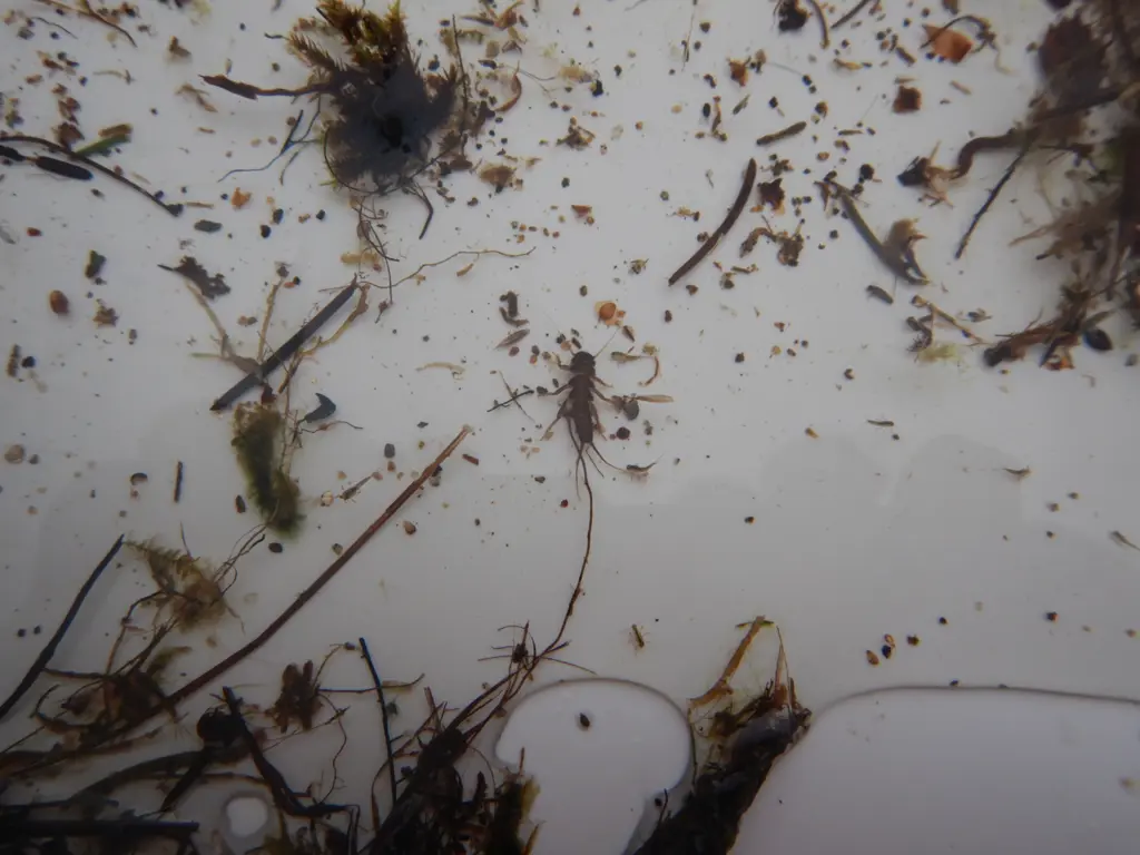 A white tray with rocks and Stonefly larvae.