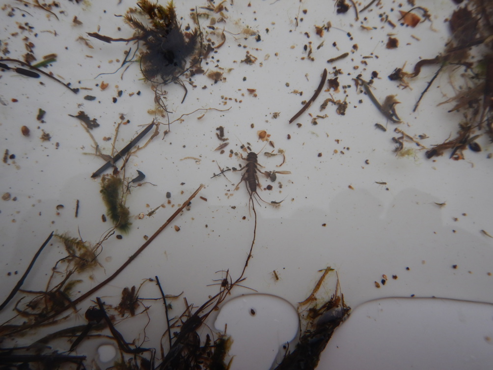 A white tray with rocks and Stonefly larvae