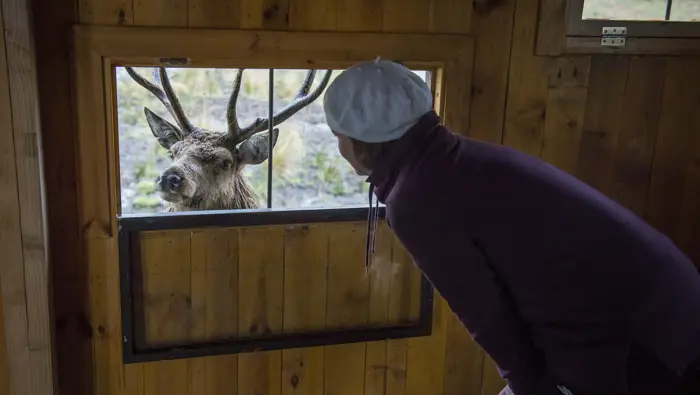 Red deer at hide window with a person looking out at the window.