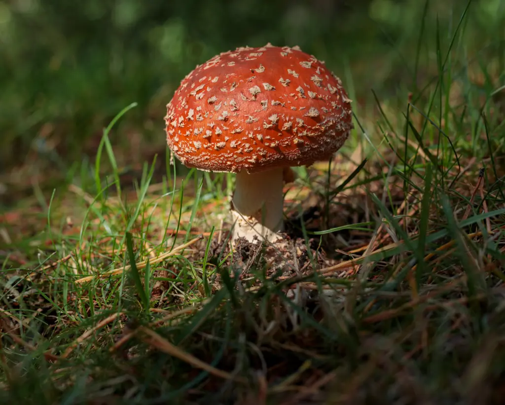 Fly agaric fungus on the forest floor.
