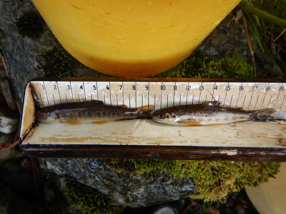 Juvenile salmon and trout on a measuring device.