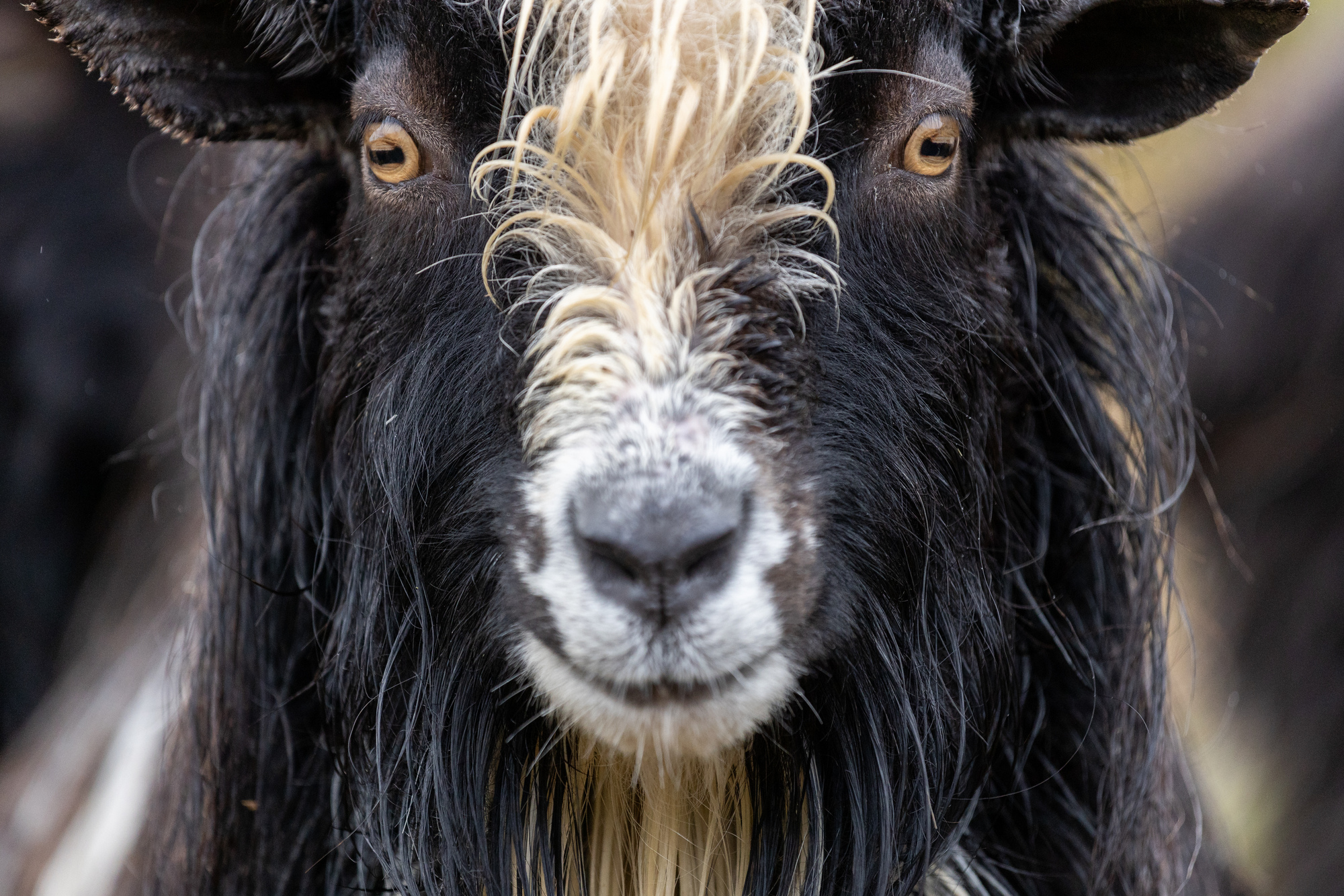 Close up of goat's face.
