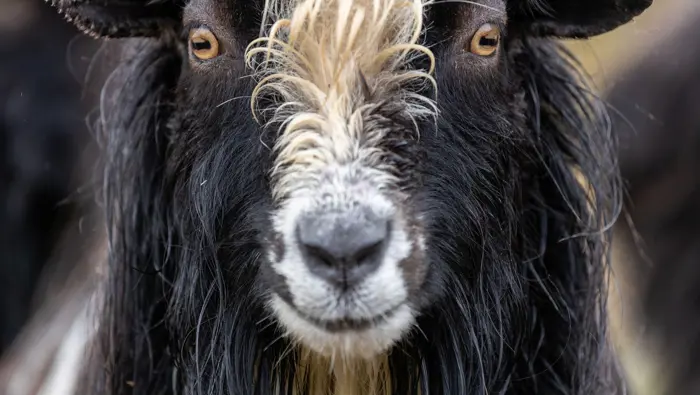 Close up of goat's face.