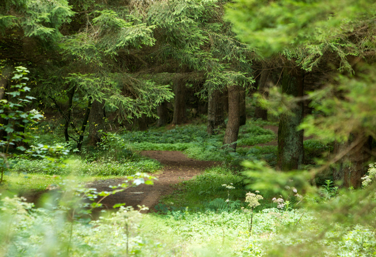A mixed woodland path with branches over hanging and wild flowers sitting alongside the walkway