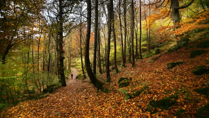 A wide woodland path covered in autumnal leaf litter winds along hillside of broadleaf woodland at Weem. There is a single person in the distance.