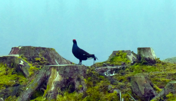 Black game bird perched on stump of felled tree amongst many other tree stumps