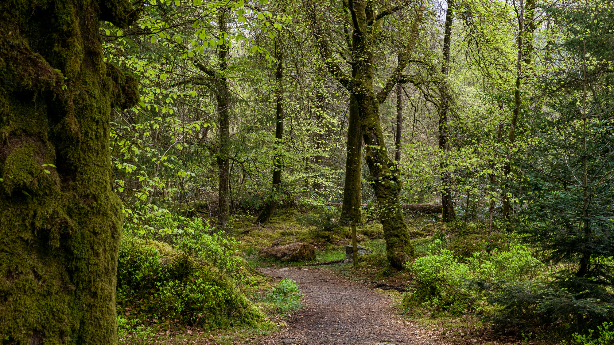 A walking path in a forest