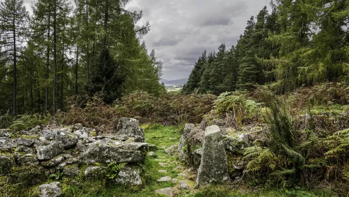 A ancient stone ring fort in a forest