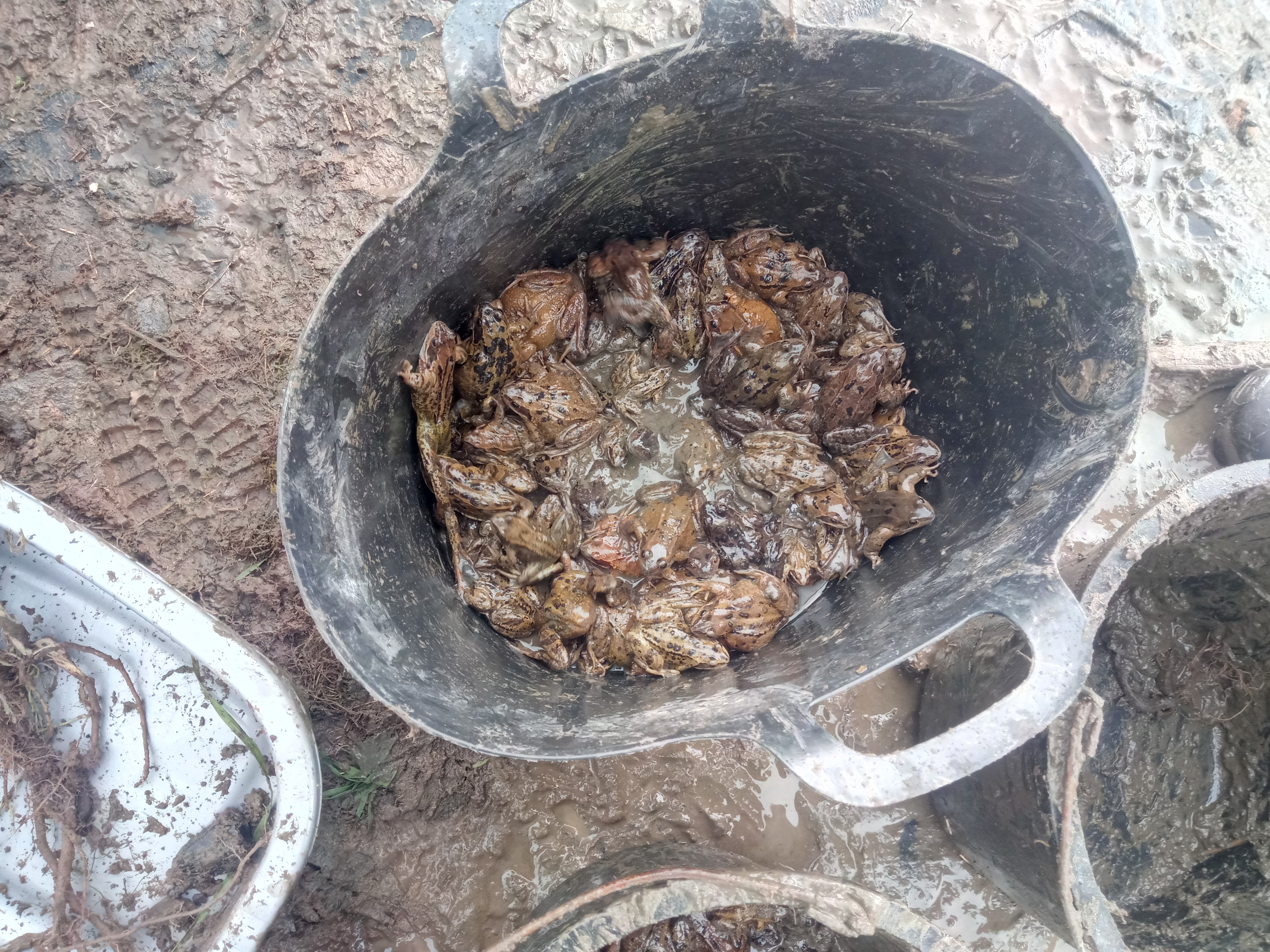 A bucket full of frogs