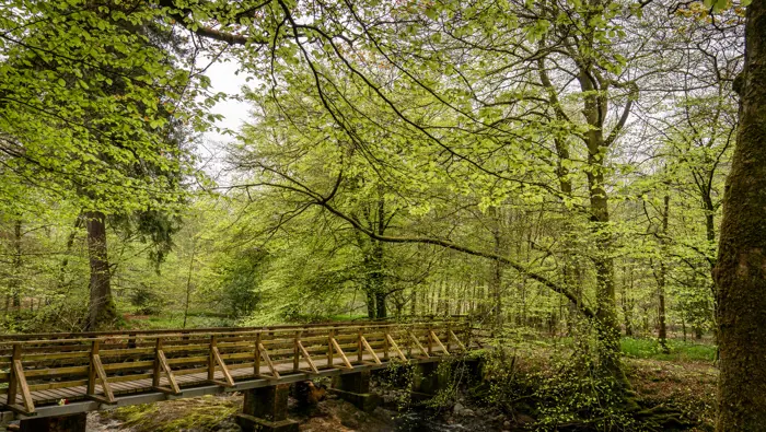 A bridge in a dense woodland