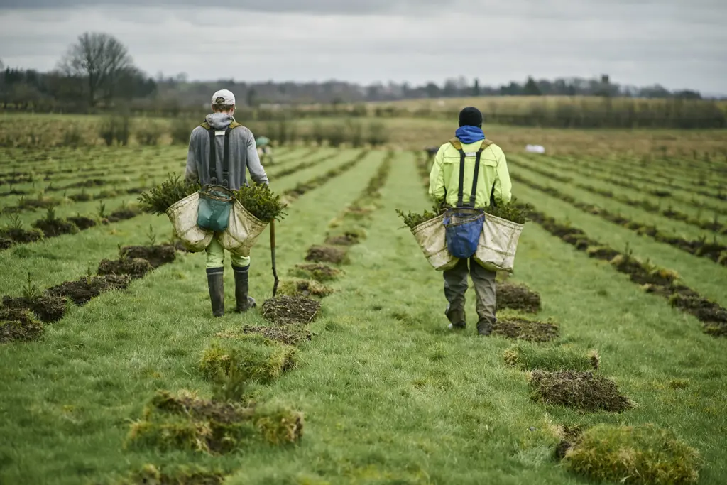 Two people planting trees in a field