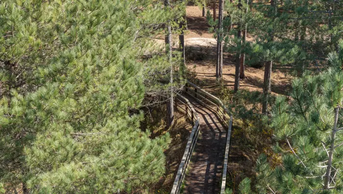 A wooden sidewalk in a forest