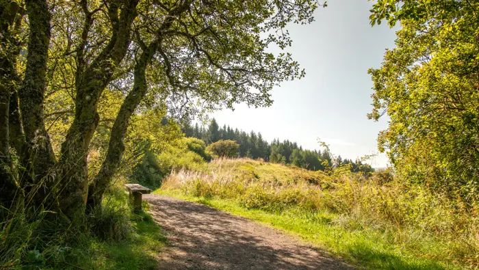 A forest walking path through a mixed woodland with a wooden bench