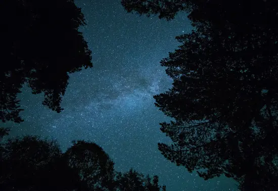 Looking up through the tree canopy to the milky way and a sky full of stars.