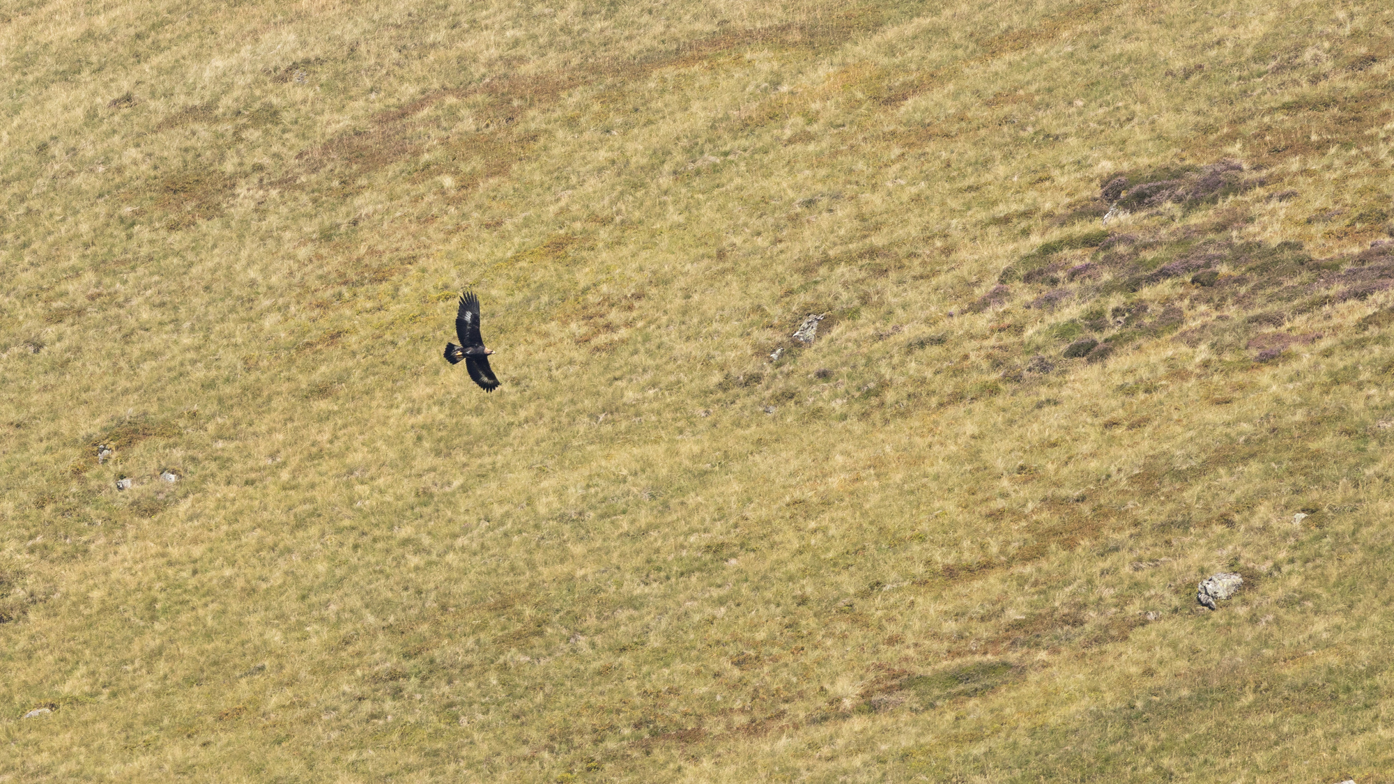 Golden eagle against hillside
