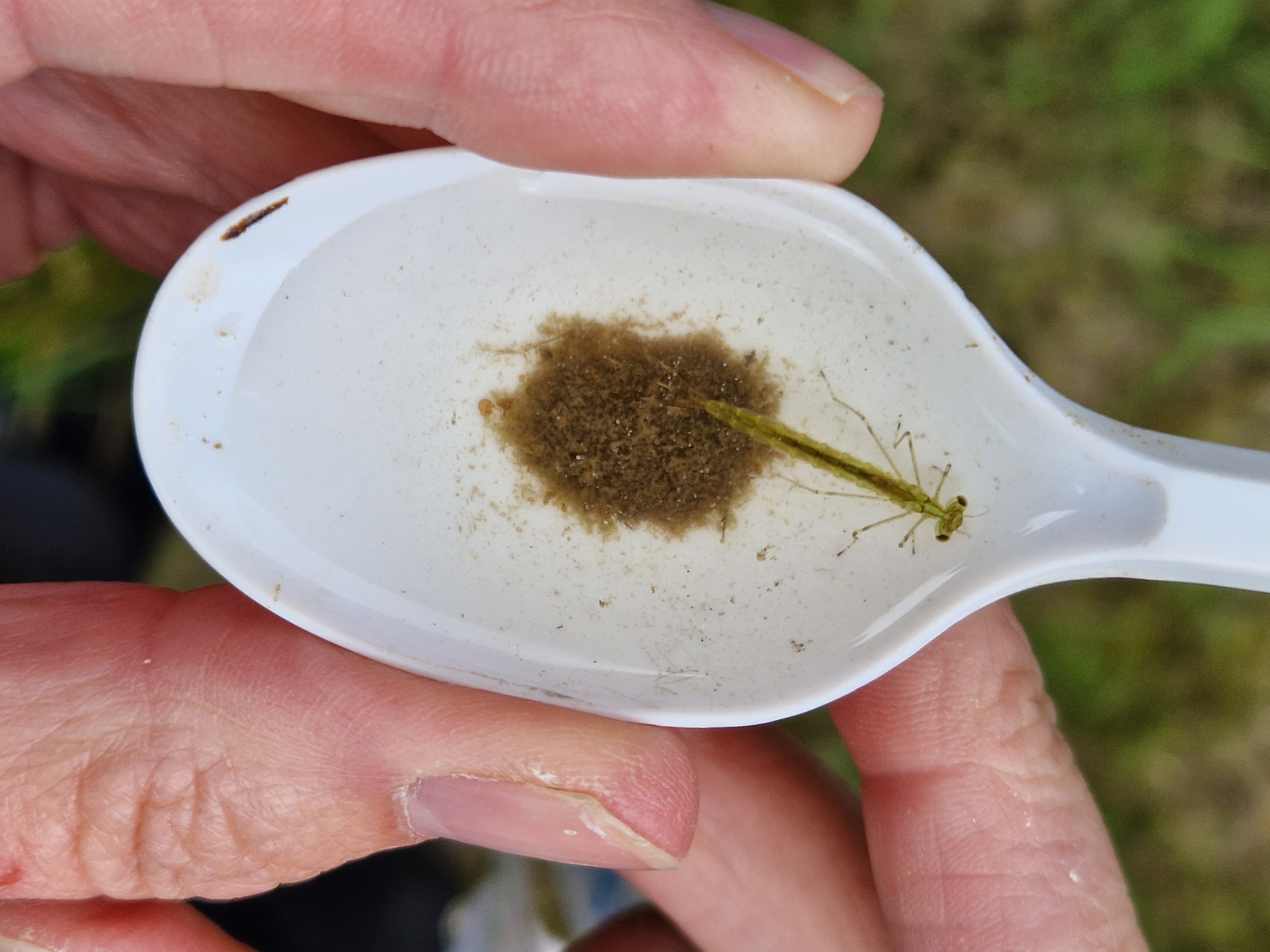 a white plastic spoon with a mayfly