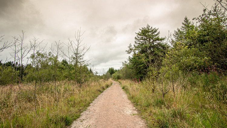 A gravel forest road through a mixed forest