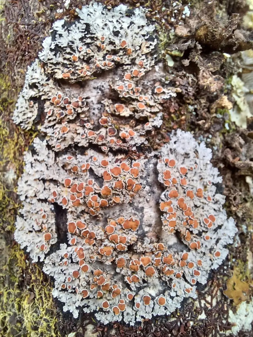 close up of red eyed shingle lichen.