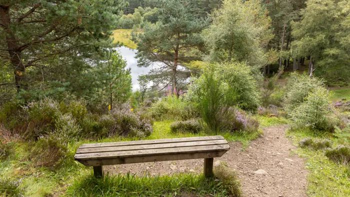 Bench overlooking a lochan and some trees.