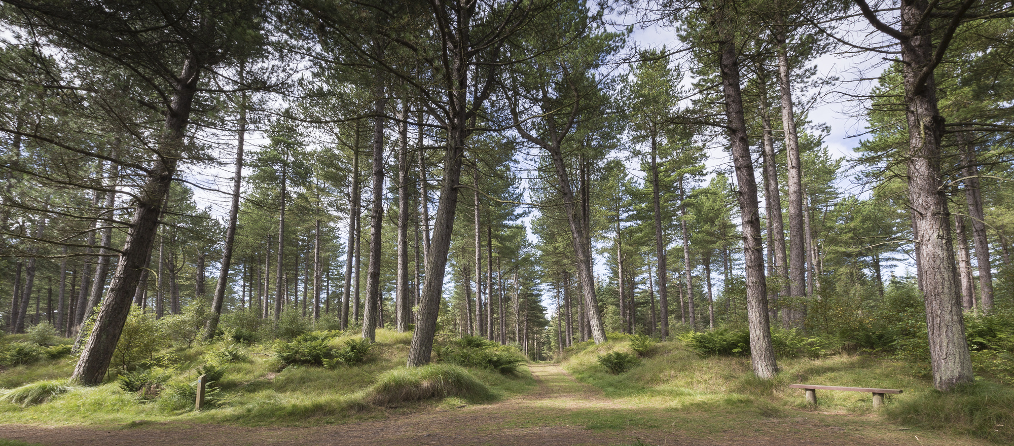 Seating area among conifer trees at Tentsmuir Forest, Tay