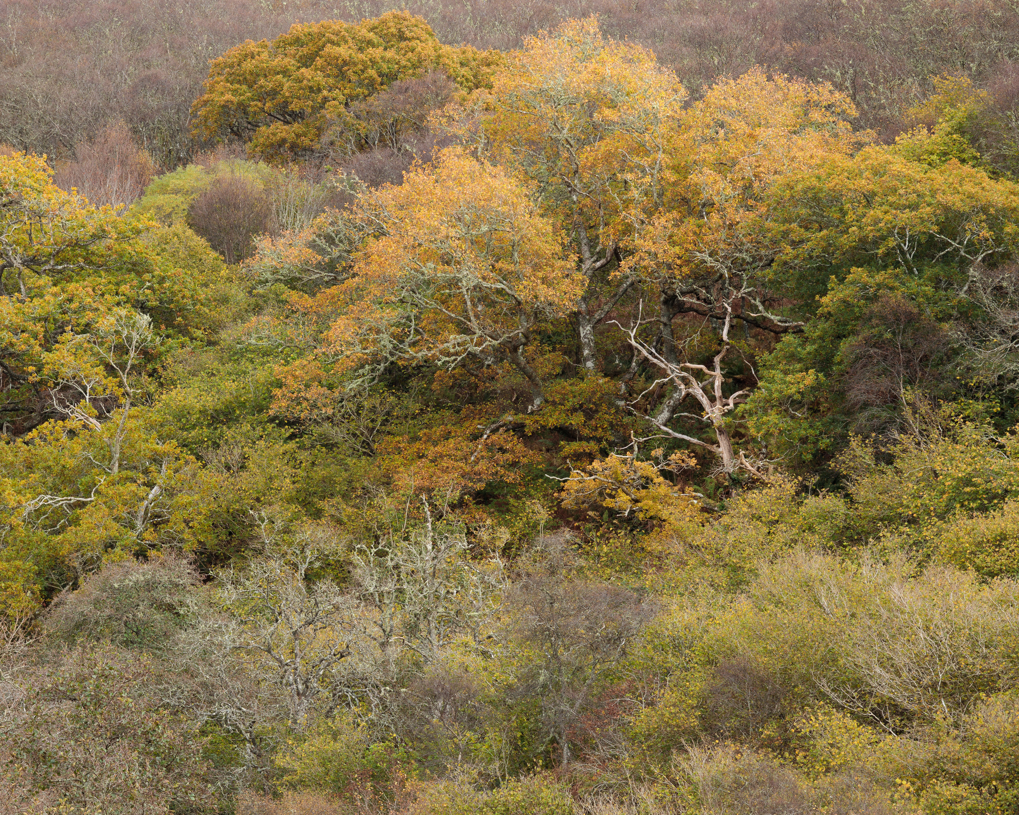 A mixed forest in autumn