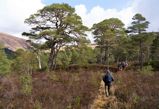 A group of people walk up a path. There are some young Scots pine trees are growing amidst the old trees, and a mountain is visible in the background.  