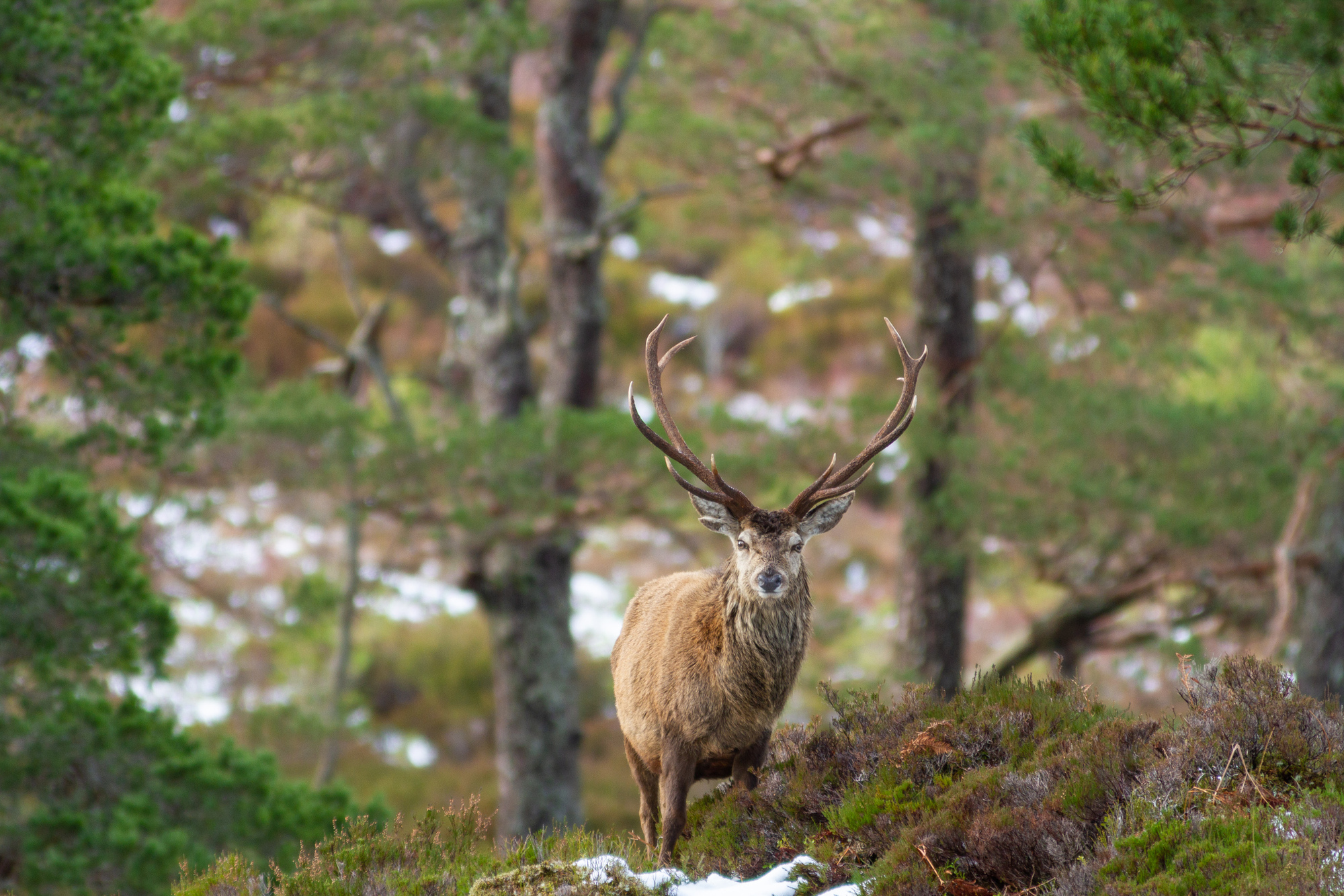 Red deer stag stands amongst snow and heather