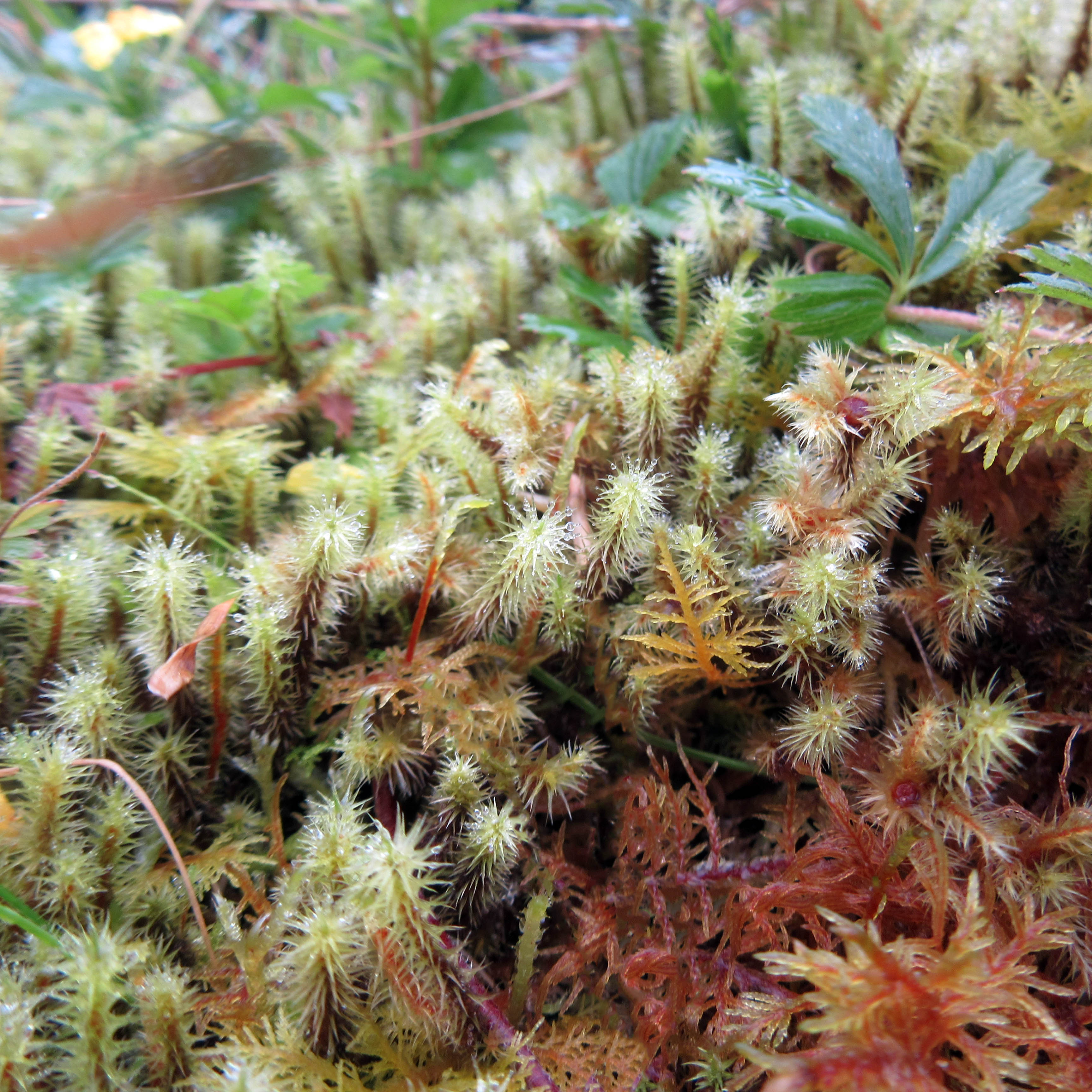 4 Breutelia chrysocoma and Pleurozium schreberi low res