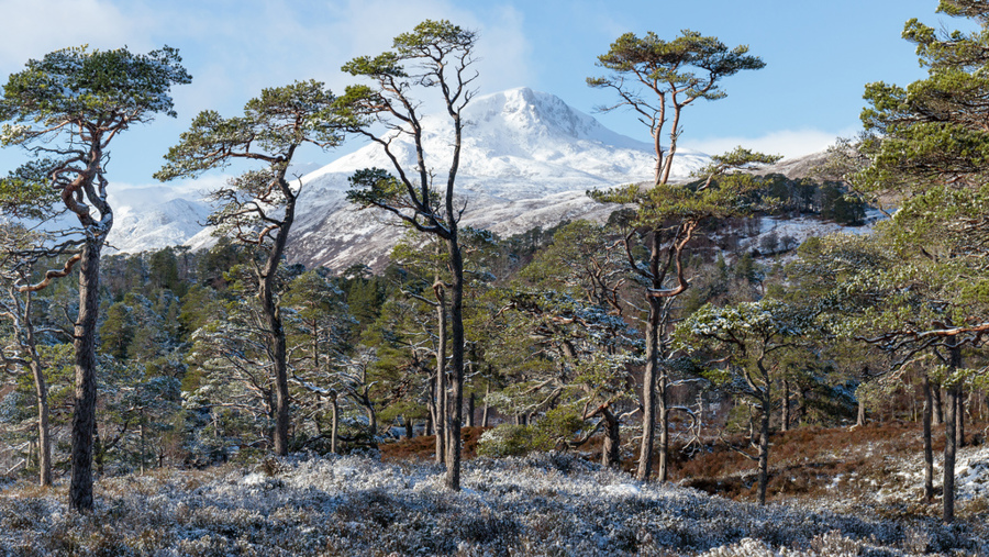 Scots pine trees in winter with snow covered mountain in the background