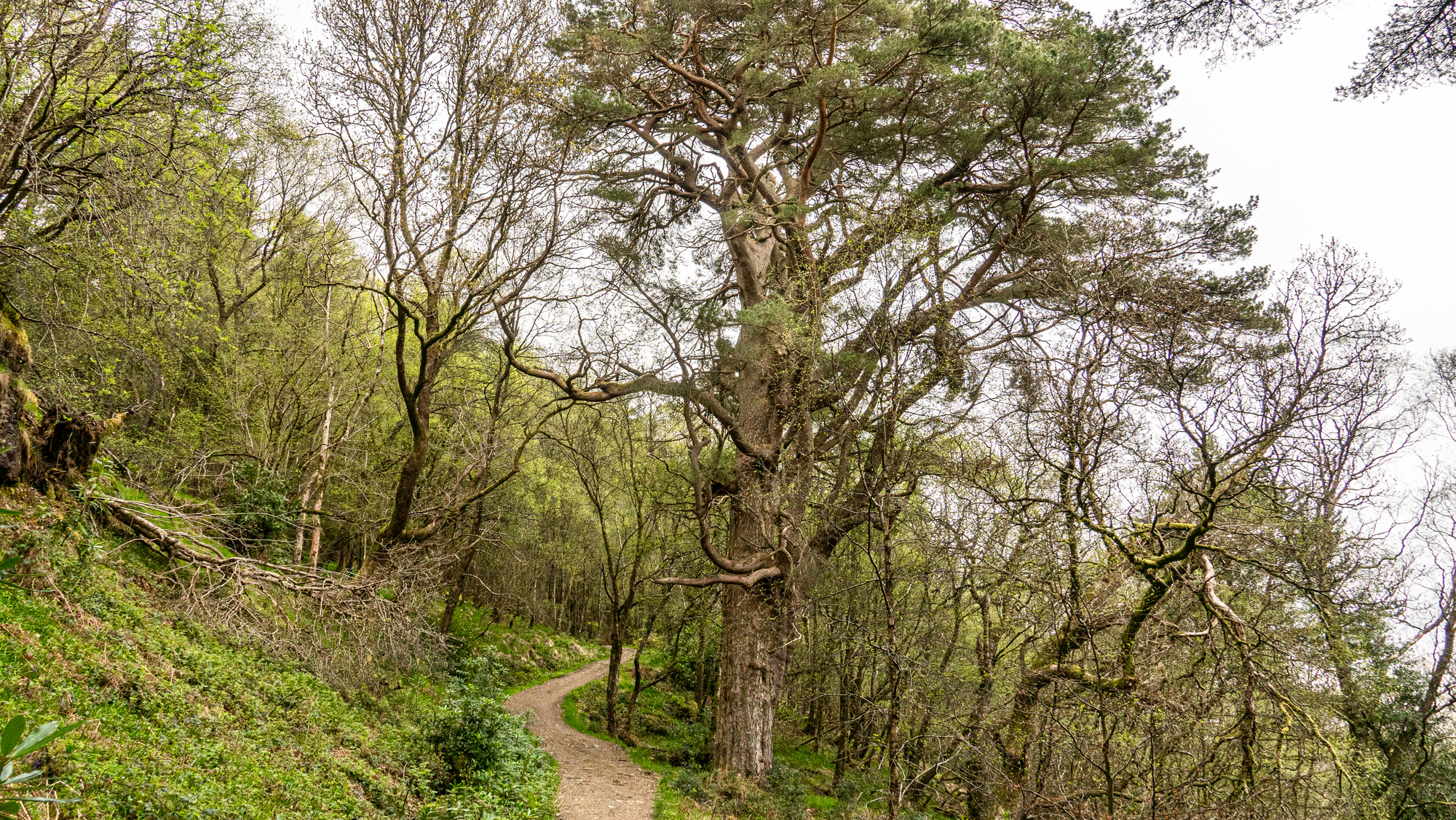 A path through the forest