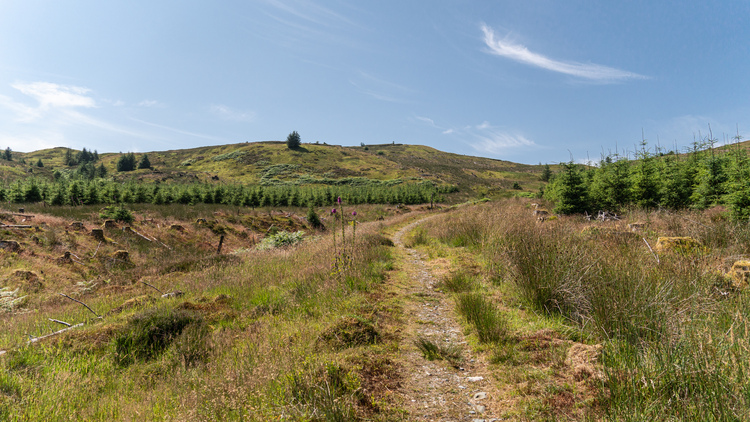 A forest path through a meadow with a young pine wood