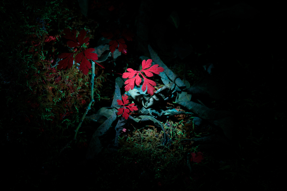 Plant with red leaves under UV light.