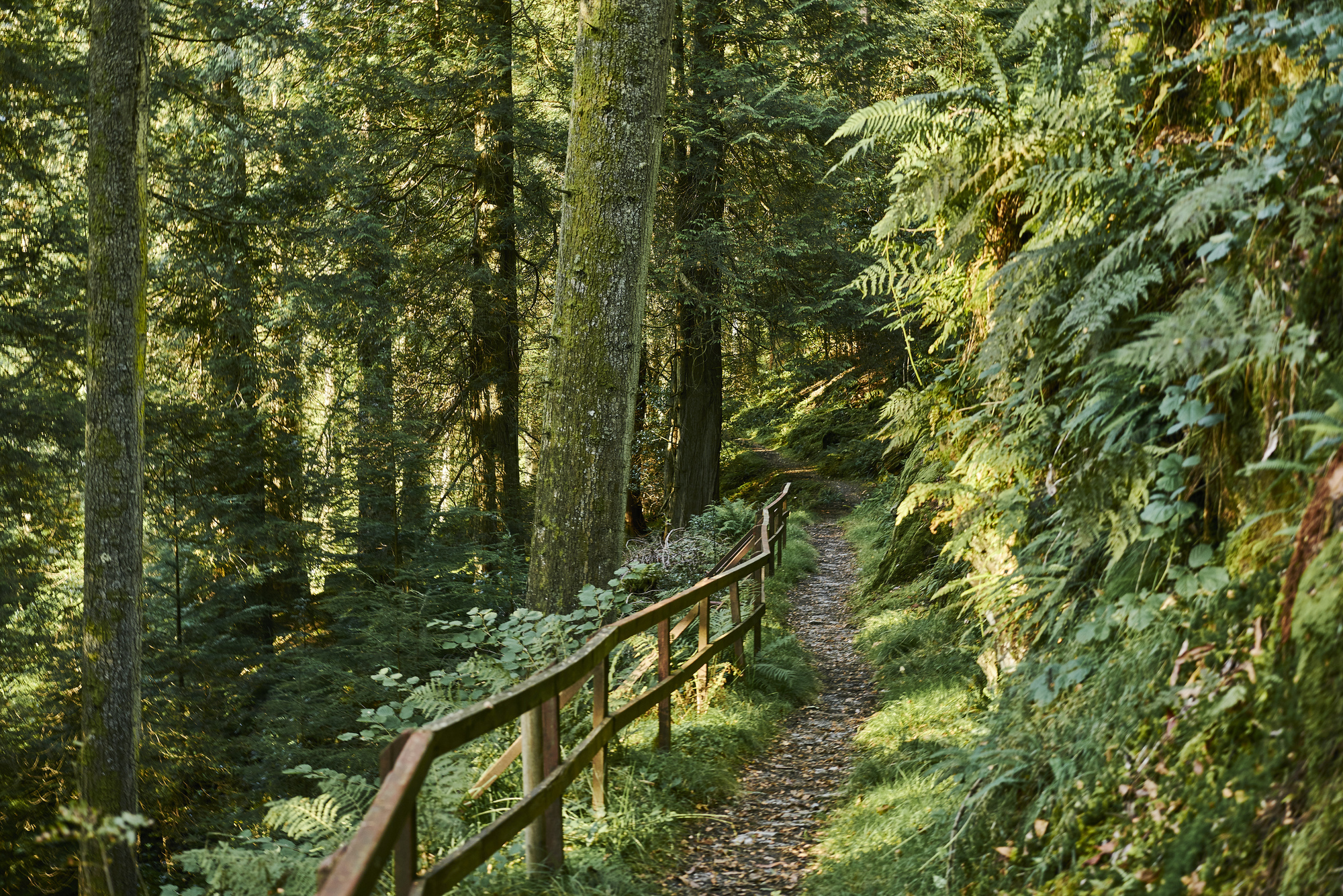  Woodland trail, Benmore Forest, near Dunoon
