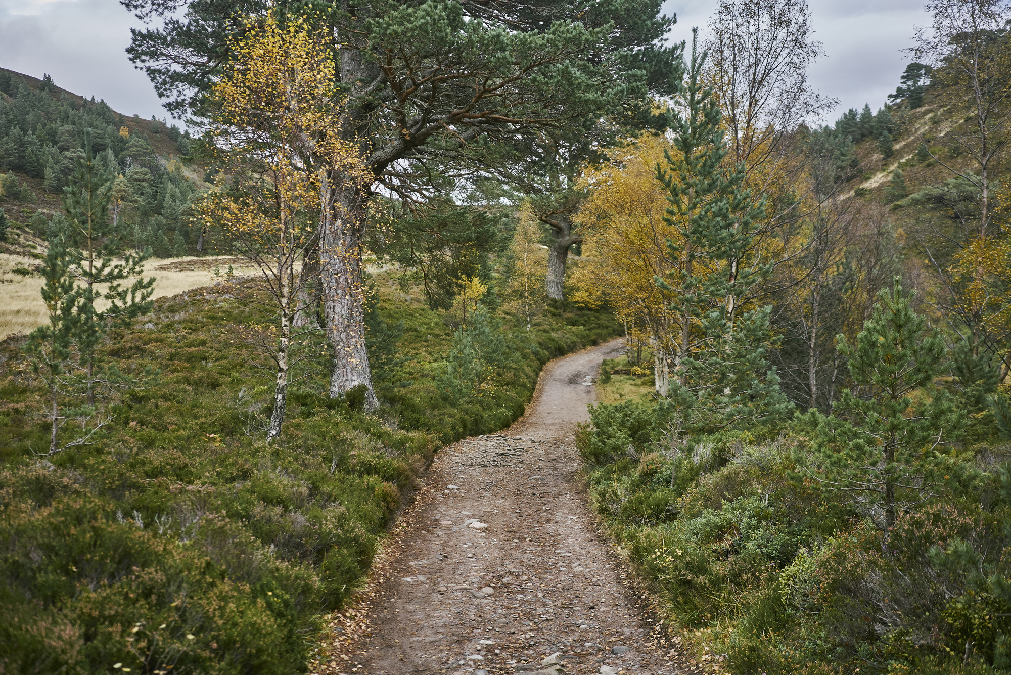 A path with flat sparsely tree-covered land on the left and a steep wooded hill on the right