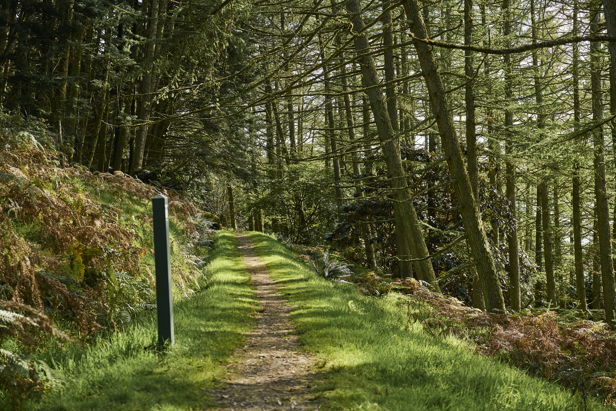 Dappled sunlight shines through trees on woodland trail, Kilmun Arboretum