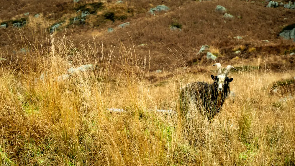 A black and white goat standing in tall grass