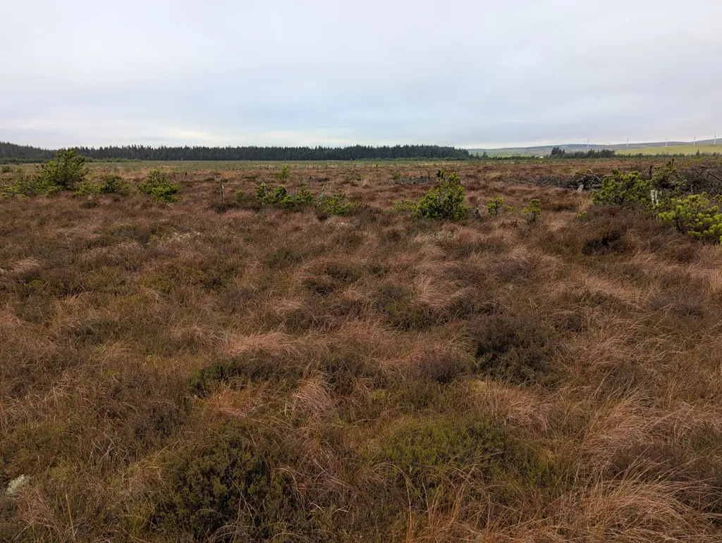 Moorland and trees.