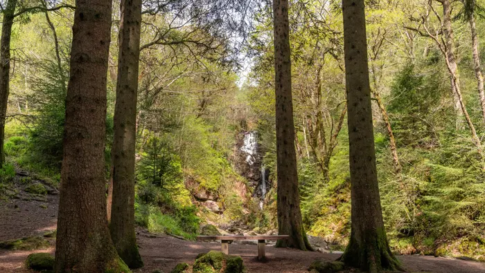 Waterfall with a bench in front of surrounded by tall trees.