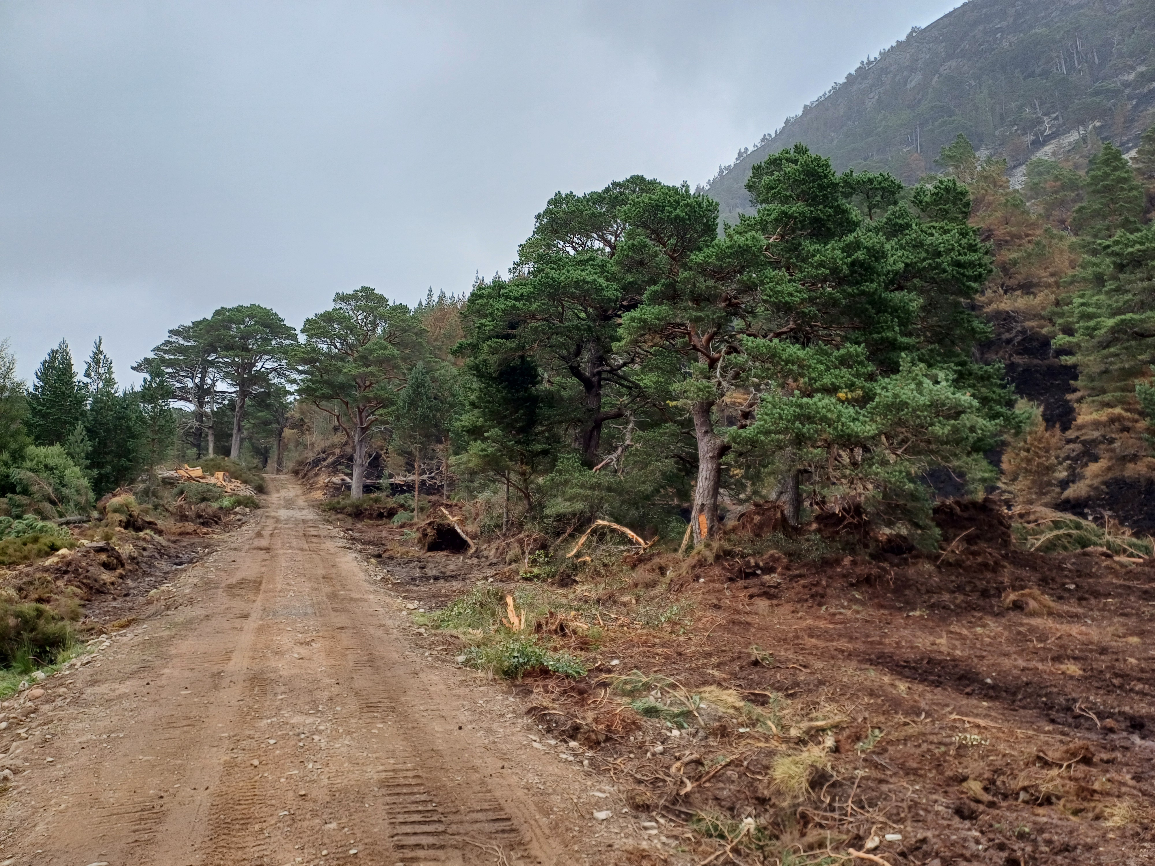 A dirt road with some trees near it and signs of felling work.