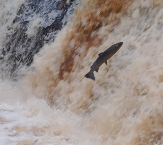 Salmon leaping