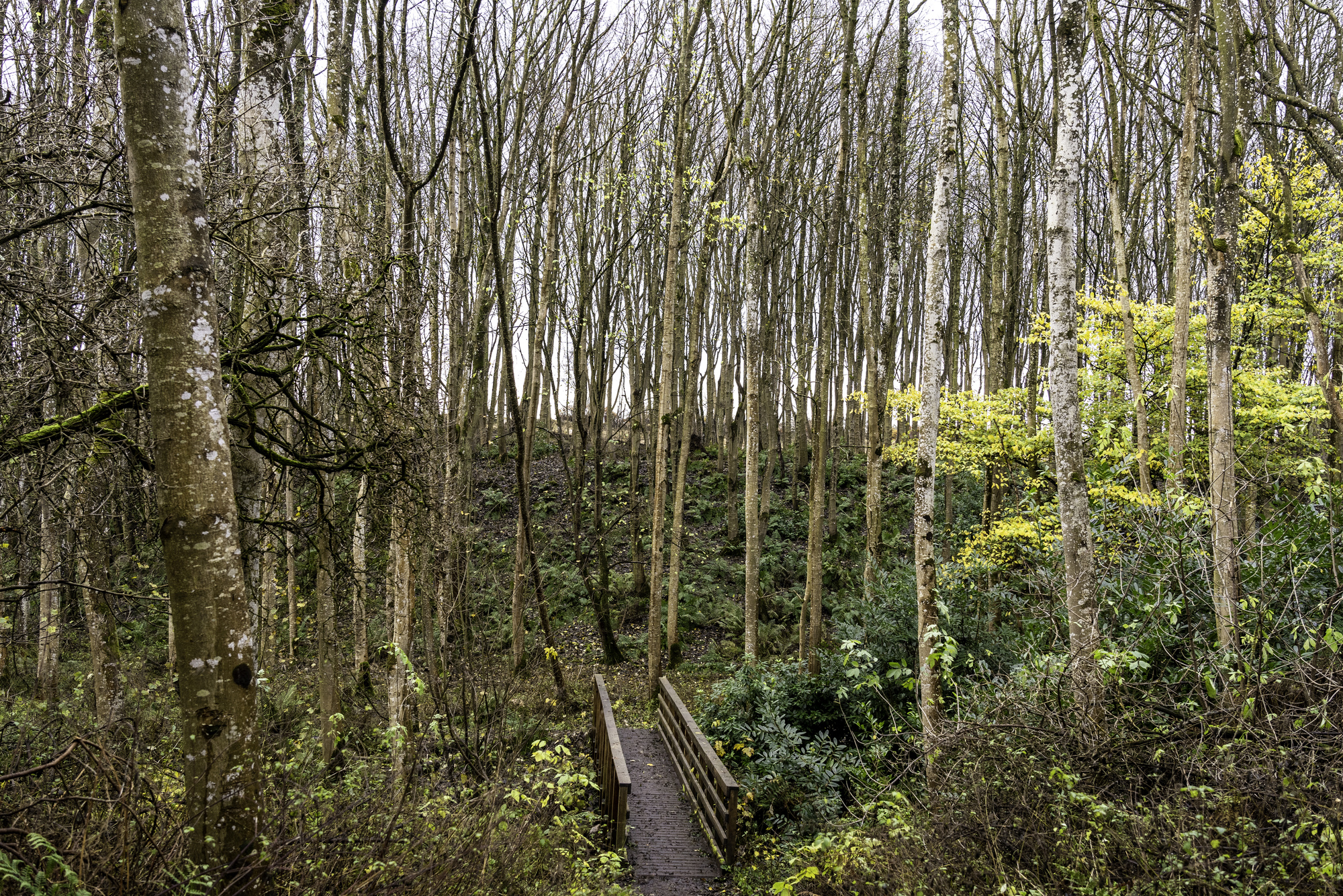 A wooden bridge through a forest in autumn