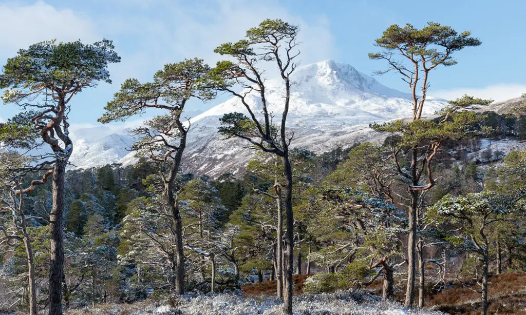 Caledonian pines with a snowy mountain in the background.